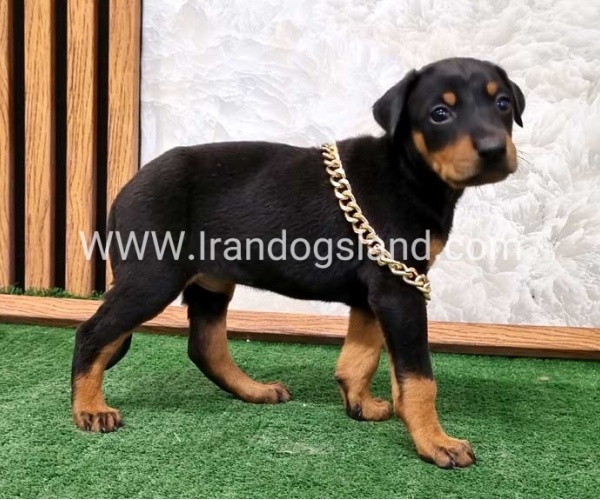 twlh-dwbrmn-doberman-141_4