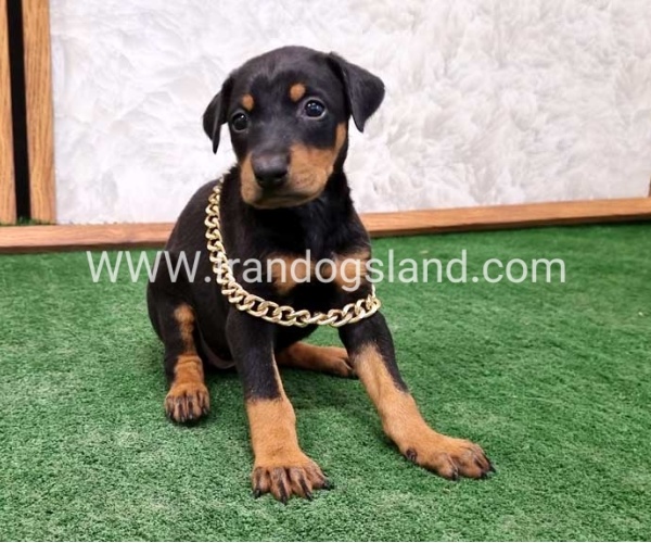 twlh-dwbrmn-doberman-141_6