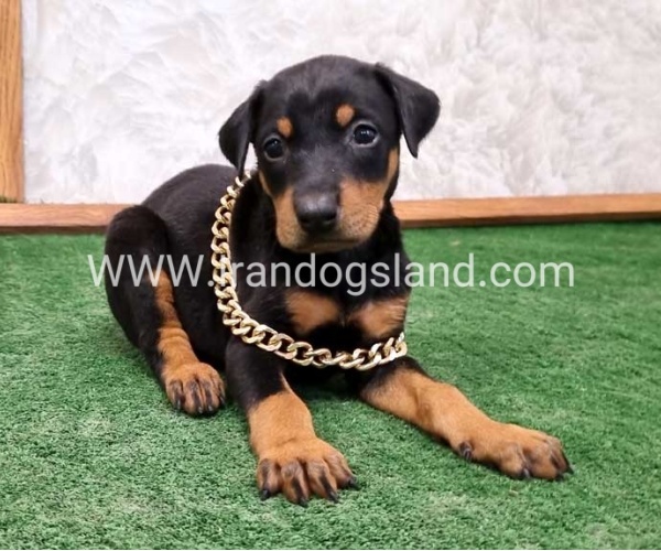 twlh-dwbrmn-doberman-141_8