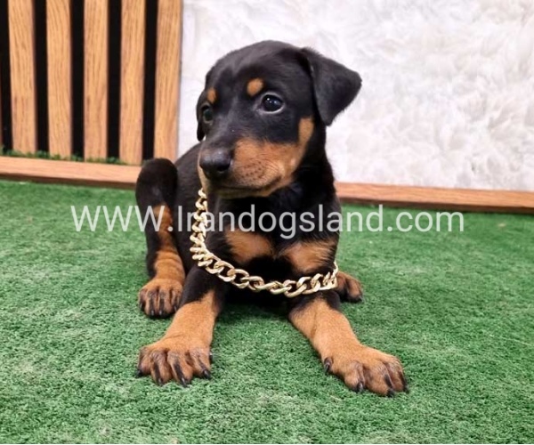 twlh-dwbrmn-doberman-141_9