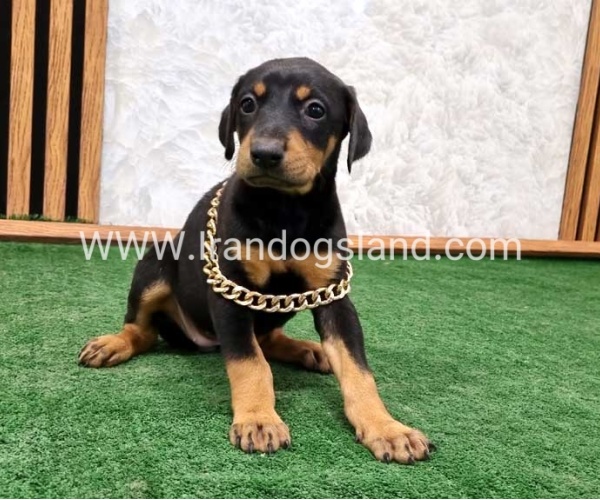 twlh-dwbrmn-doberman-143_1