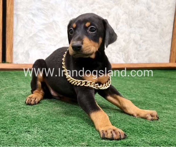 twlh-dwbrmn-doberman-143_2