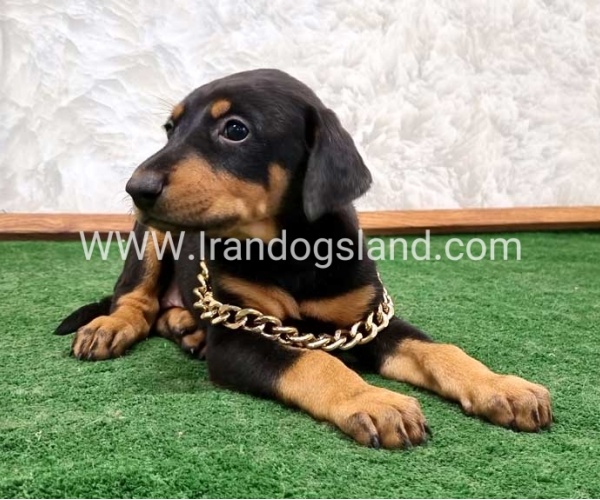 twlh-dwbrmn-doberman-143_3