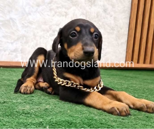 twlh-dwbrmn-doberman-143_4