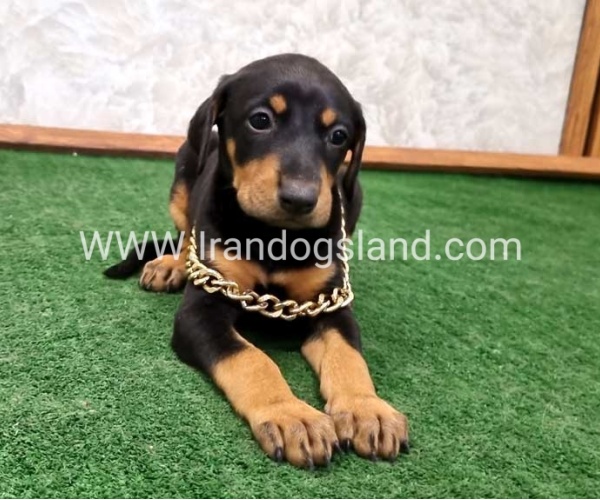 twlh-dwbrmn-doberman-143_5
