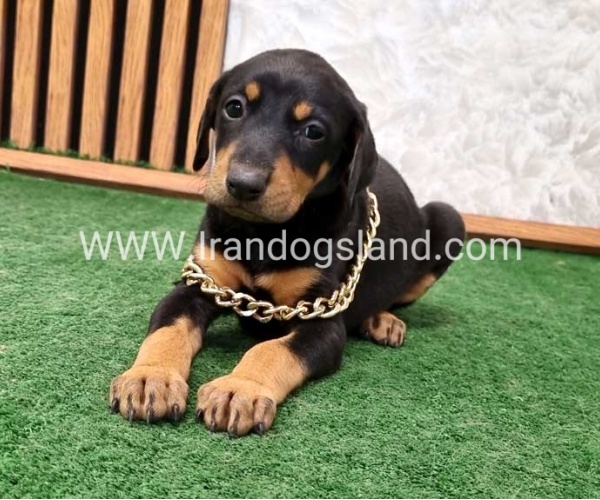twlh-dwbrmn-doberman-143_6