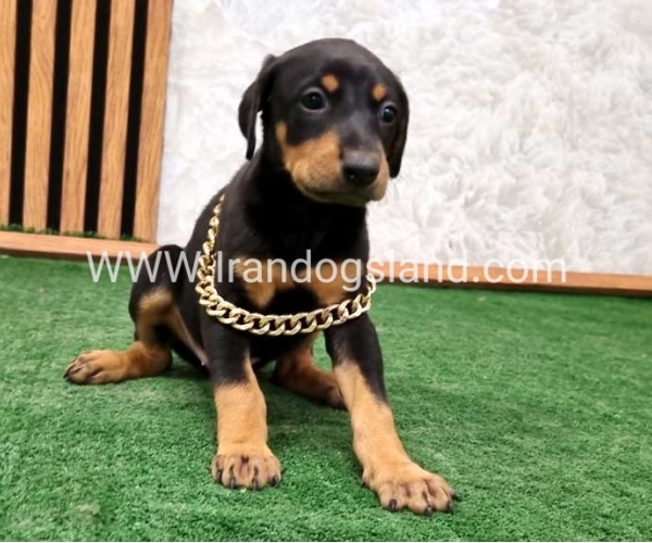 twlh-dwbrmn-doberman-143_7