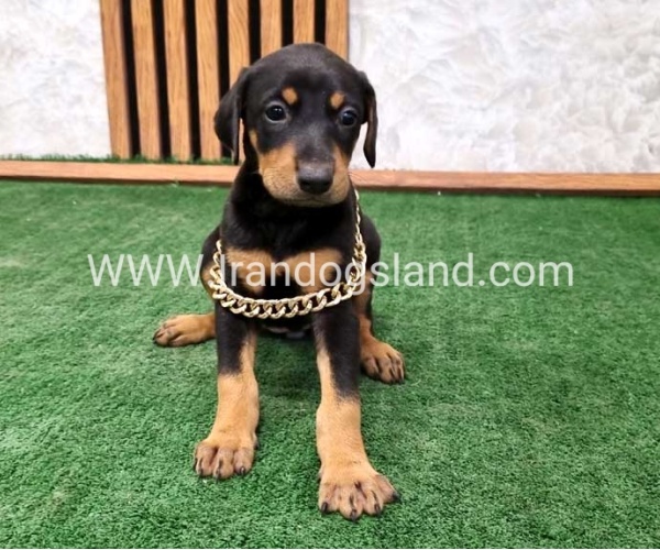 twlh-dwbrmn-doberman-143_8