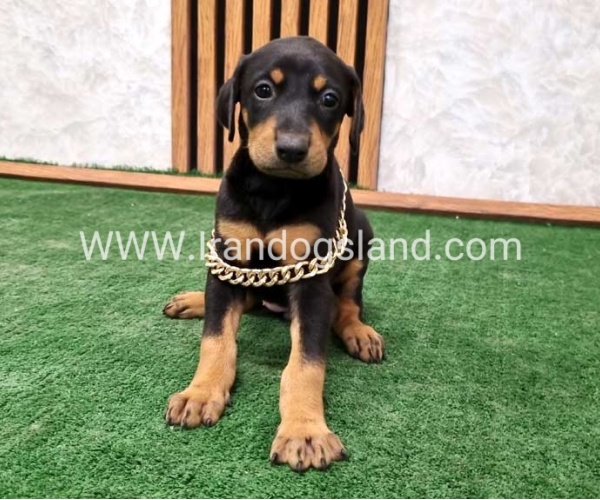 twlh-dwbrmn-doberman-143_9
