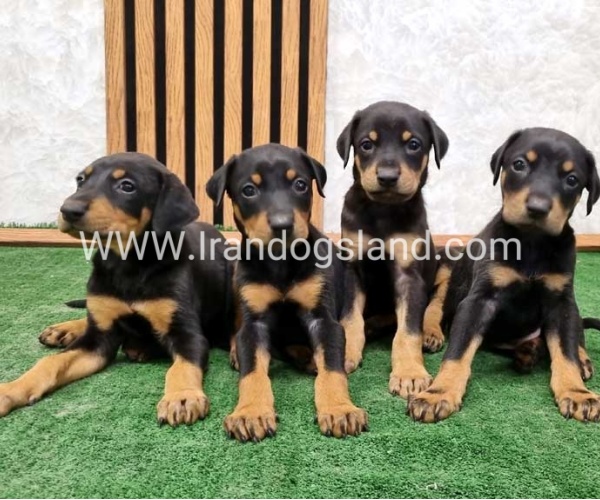 twlh-dwbrmn-doberman-144_10_1658285479