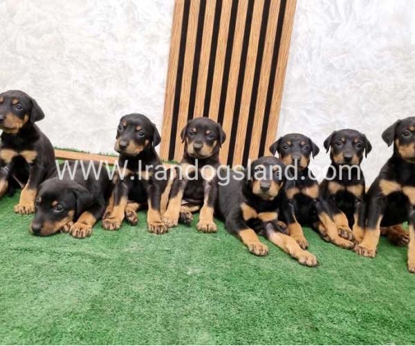 twlh-dwbrmn-doberman-144_11_1134162526