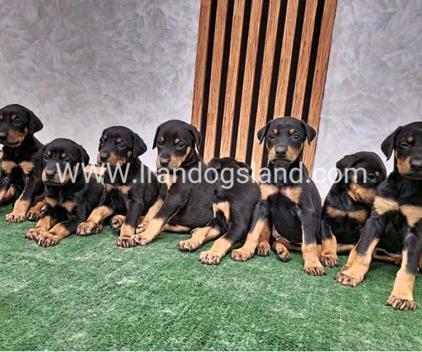 twlh-dwbrmn-doberman-144_1_1144606391