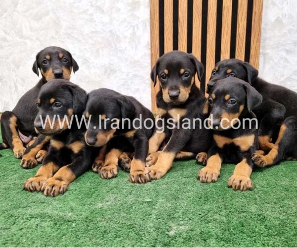twlh-dwbrmn-doberman-144_2_1052593736