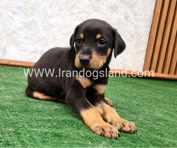 twlh-dwbrmn-doberman-144_4
