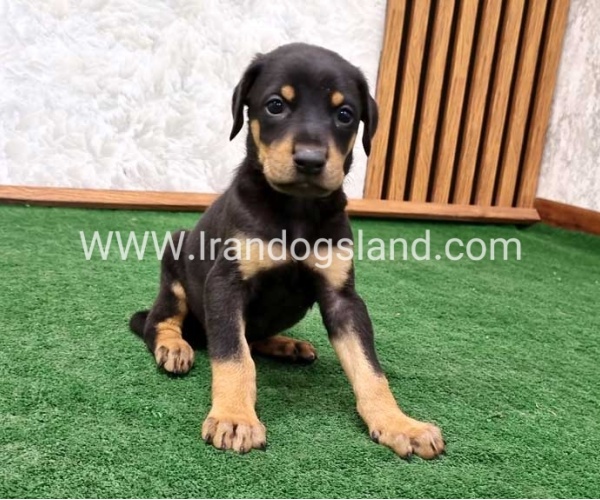 twlh-dwbrmn-doberman-144_7
