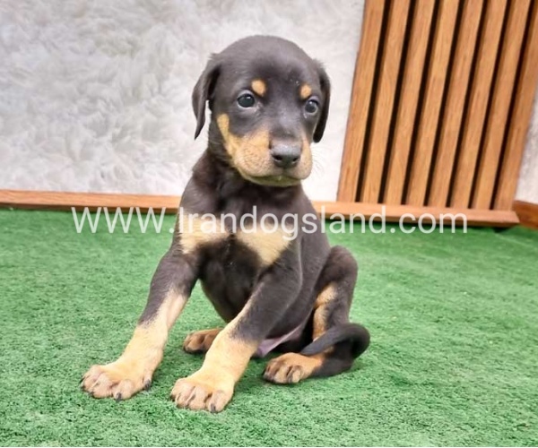 twlh-dwbrmn-doberman-144_8
