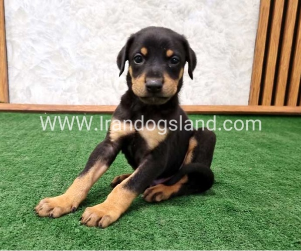twlh-dwbrmn-doberman-144_9