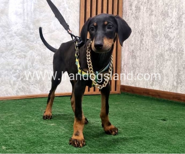 twlh-dwbrmn-doberman-146_1