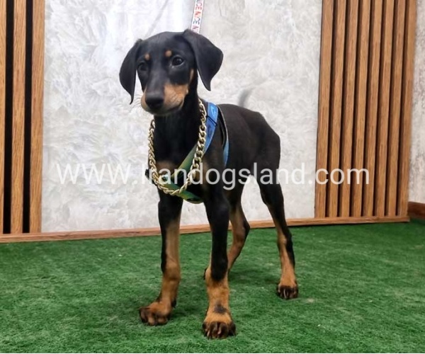 twlh-dwbrmn-doberman-146_2