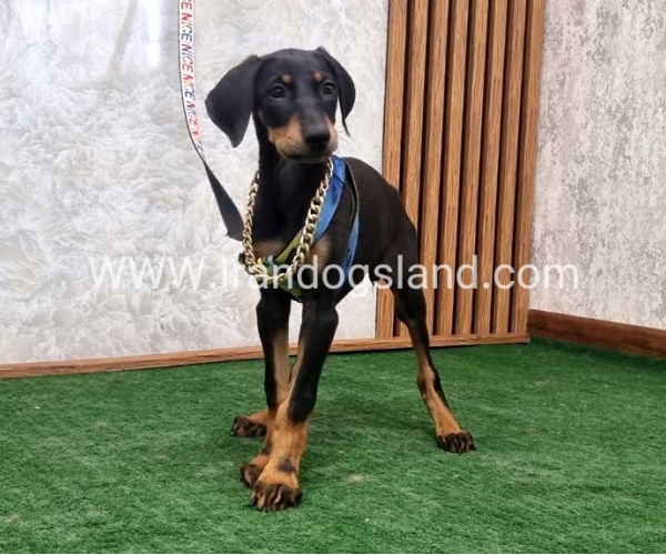 twlh-dwbrmn-doberman-146_3
