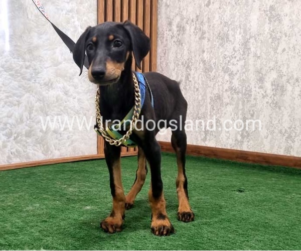 twlh-dwbrmn-doberman-146_4