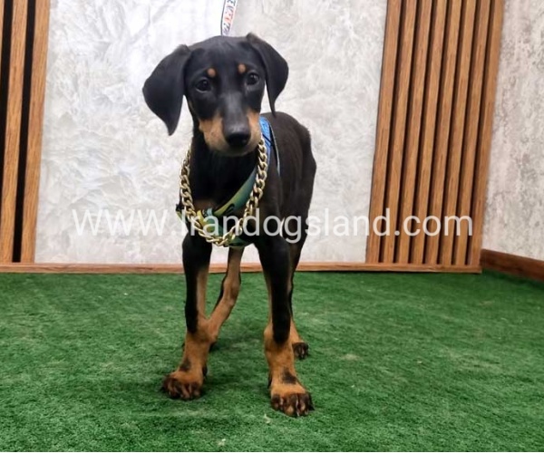 twlh-dwbrmn-doberman-146_5