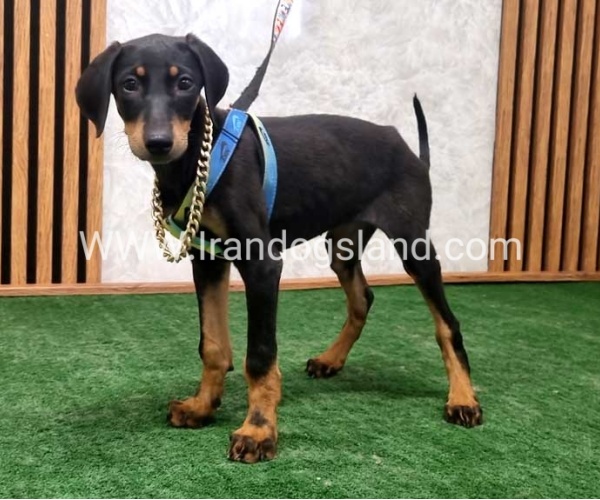 twlh-dwbrmn-doberman-146_6