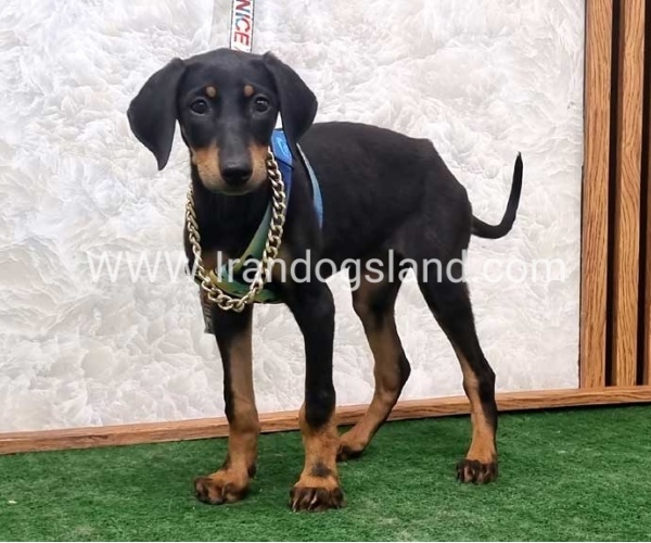 twlh-dwbrmn-doberman-146_7