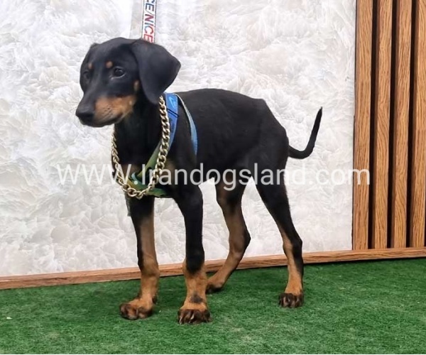 twlh-dwbrmn-doberman-146_8