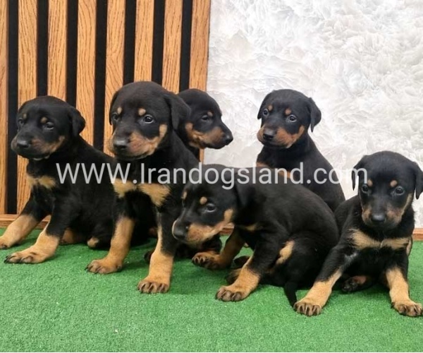 twlh-dwbrmn-doberman-149_1