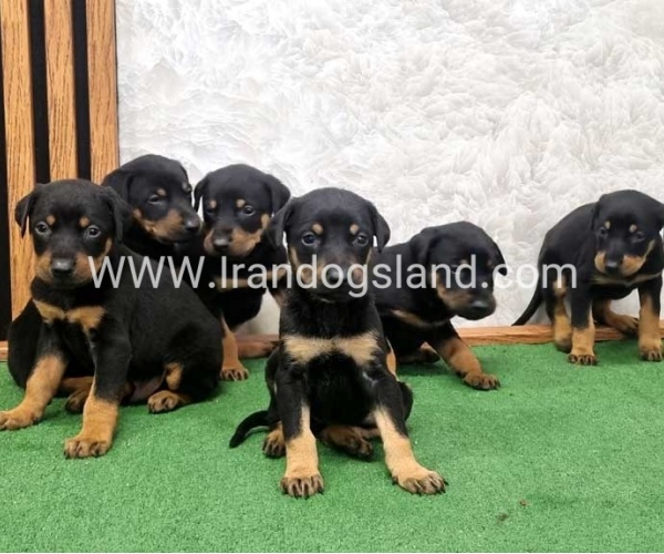 twlh-dwbrmn-doberman-149_10