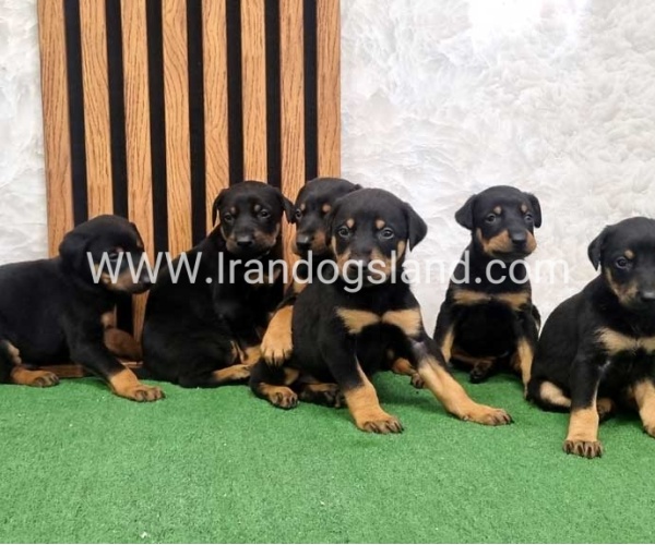 twlh-dwbrmn-doberman-149_2