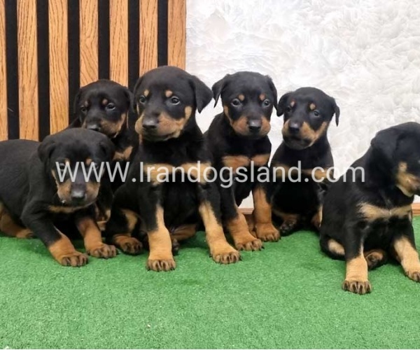 twlh-dwbrmn-doberman-149_3