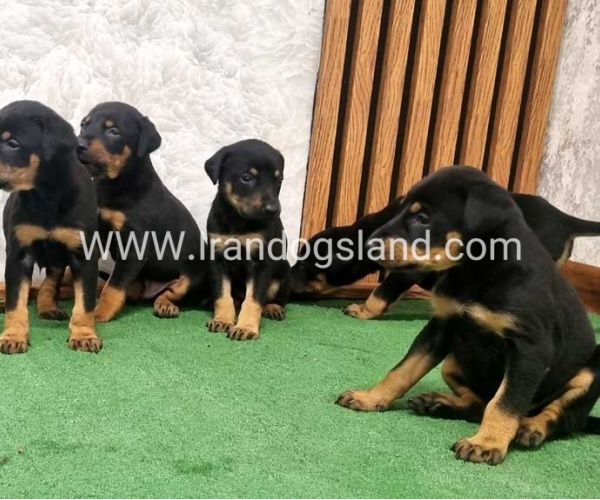 twlh-dwbrmn-doberman-149_5