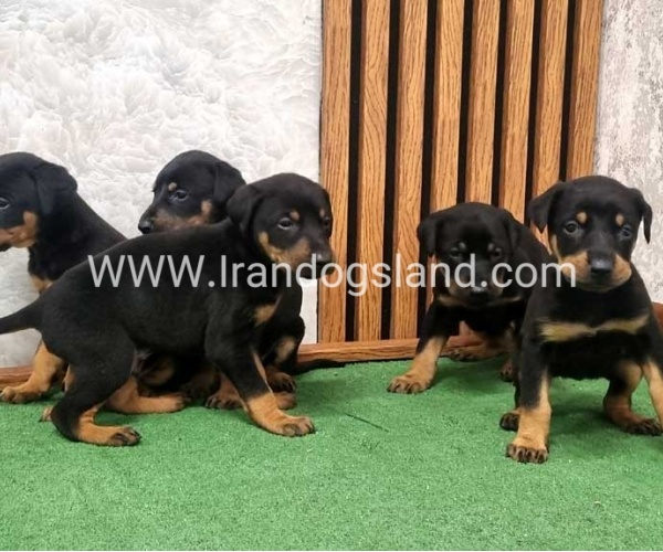 twlh-dwbrmn-doberman-149_6