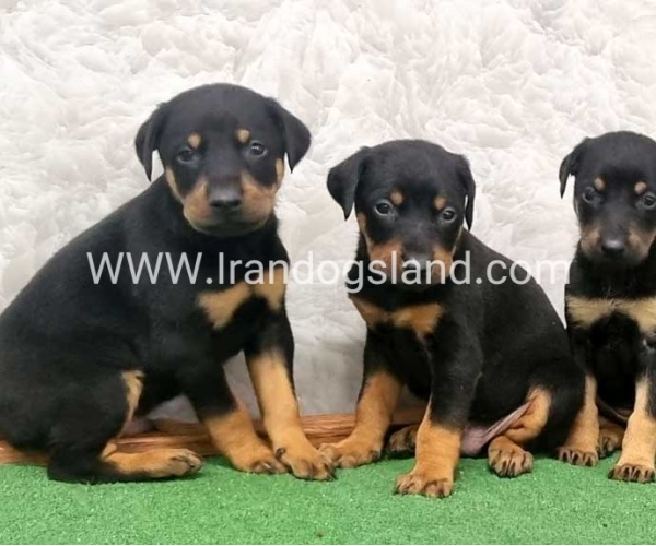 twlh-dwbrmn-doberman-149_7