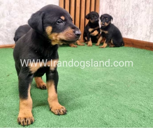 twlh-dwbrmn-doberman-149_8