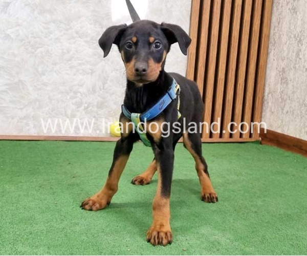 twlh-dwbrmn-doberman-150_1