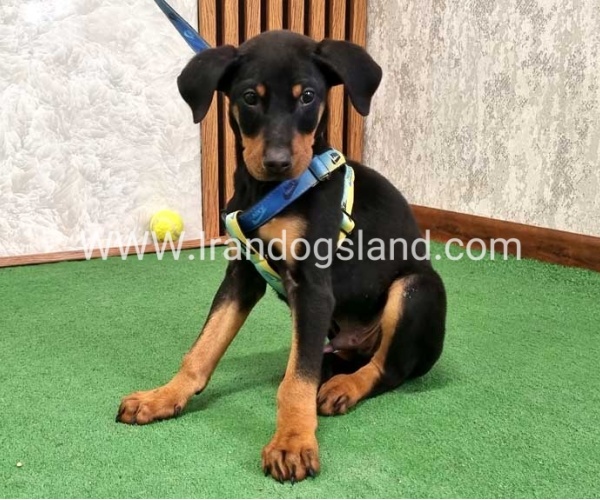 twlh-dwbrmn-doberman-150_11