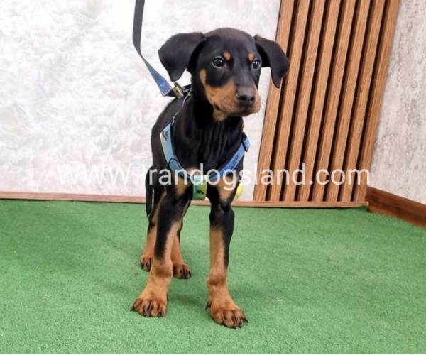 twlh-dwbrmn-doberman-150_12