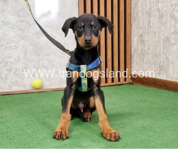 twlh-dwbrmn-doberman-150_3