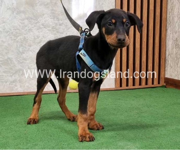 twlh-dwbrmn-doberman-150_4