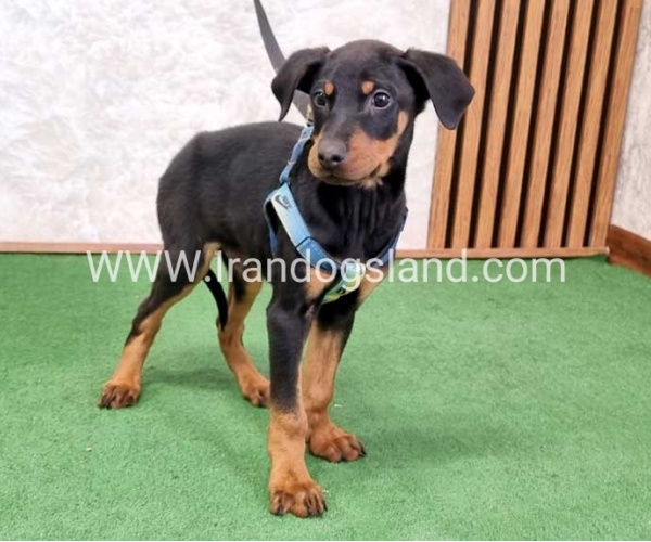 twlh-dwbrmn-doberman-150_5