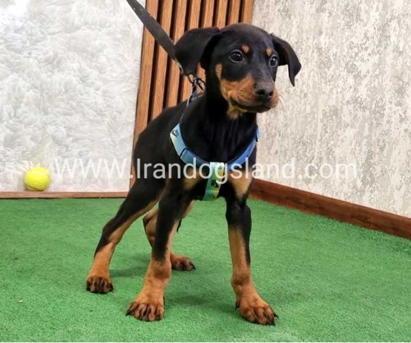 twlh-dwbrmn-doberman-150_6