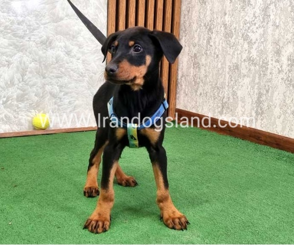 twlh-dwbrmn-doberman-150_7