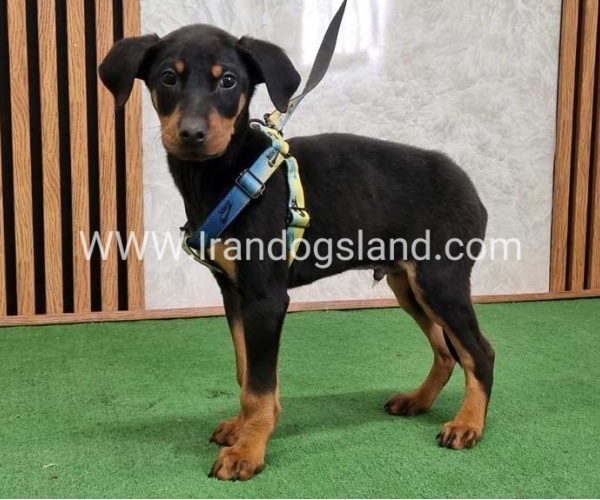 twlh-dwbrmn-doberman-150_8