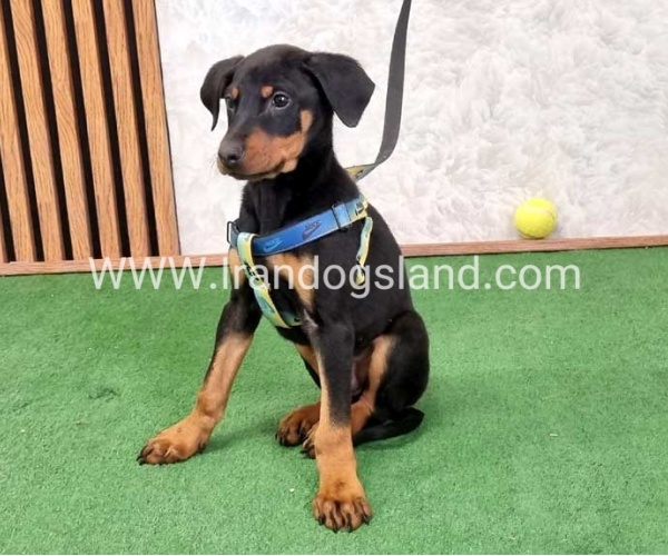 twlh-dwbrmn-doberman-150_9