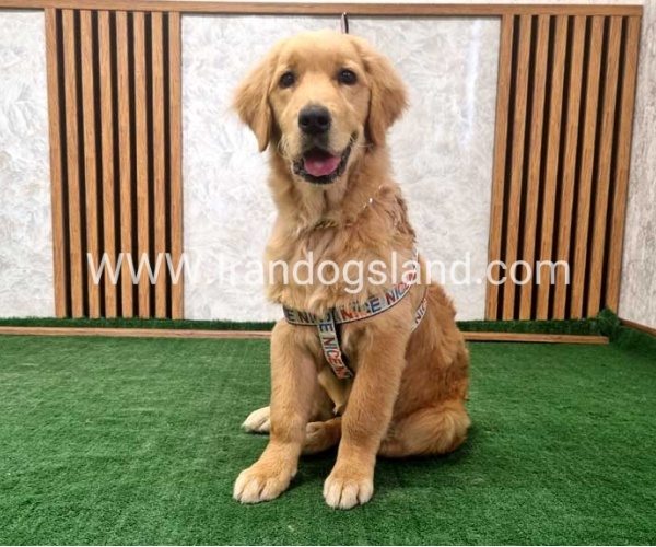 twlh-gldn-rtrywr-golde-retriwer-70_12