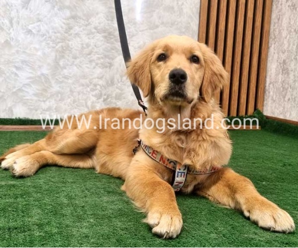 twlh-gldn-rtrywr-golde-retriwer-70_8
