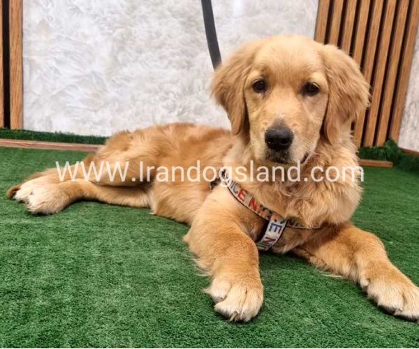 twlh-gldn-rtrywr-golde-retriwer-70_9